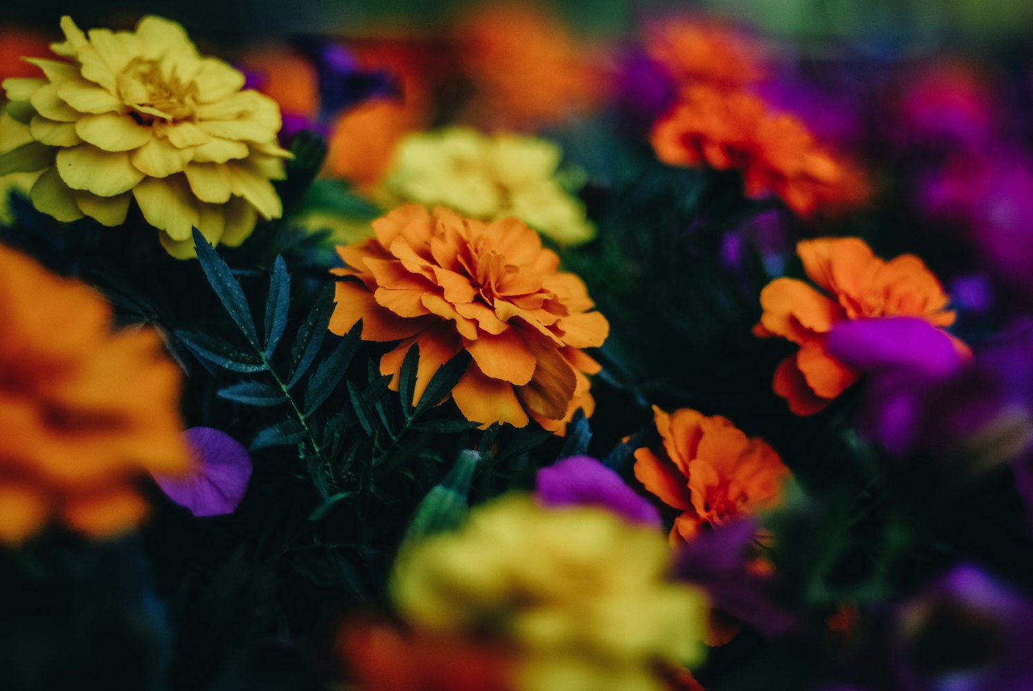 “赞美老师的花及花语” 赞美老师的花的简笔画？
