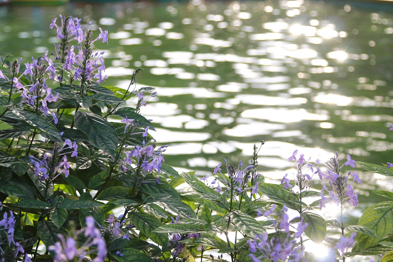 西湖十景之一——花港观鱼传说︰(花港观鱼西门) 西湖十景之一——花港观鱼传说︰(花港观鱼西门)