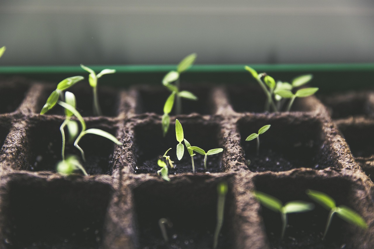 「植物分子育种主要包括哪些内容」〃植物育种的基本途径