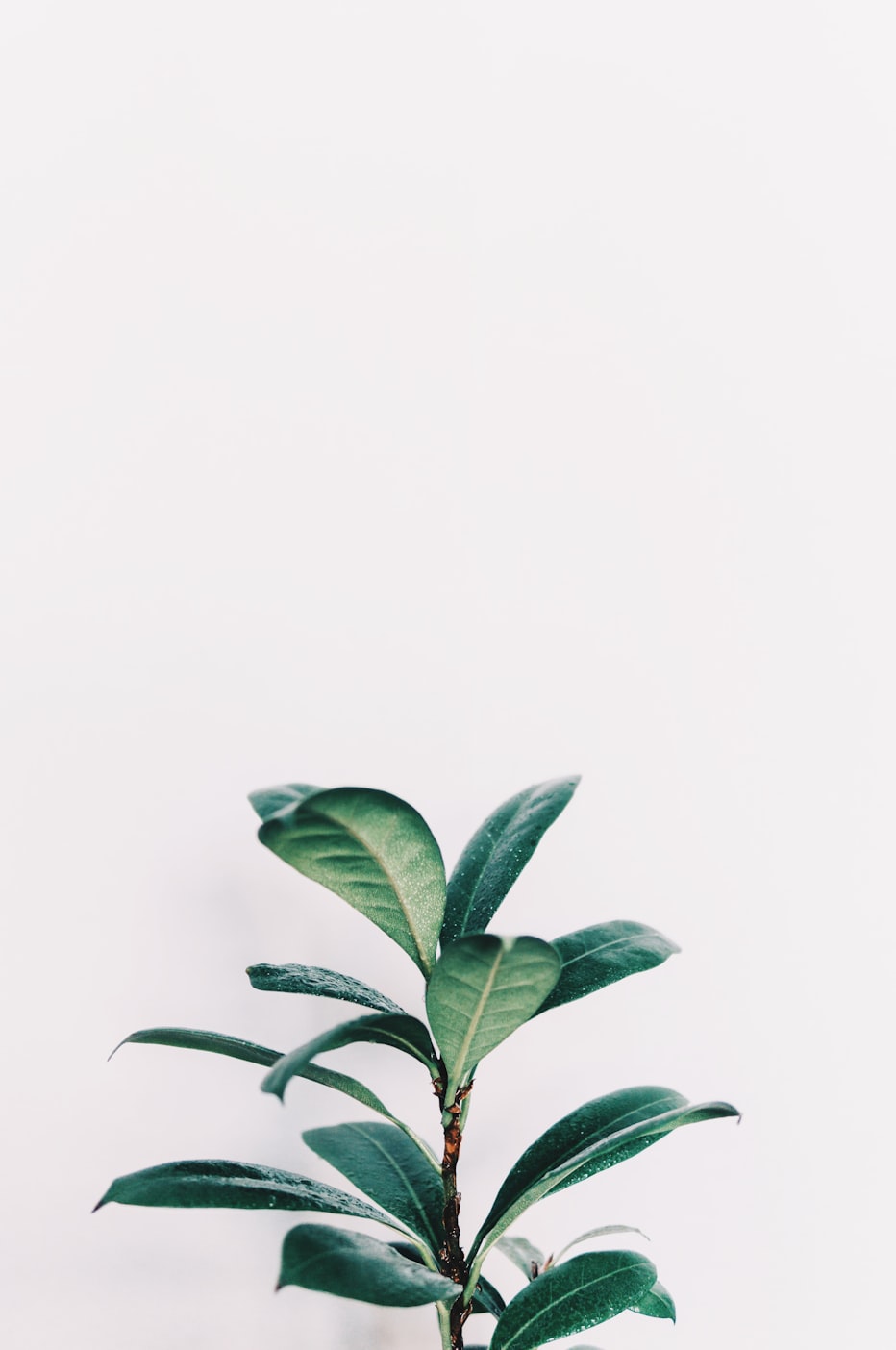 关于花的简单手抄报花的手抄报,关于花的手抄报一等奖