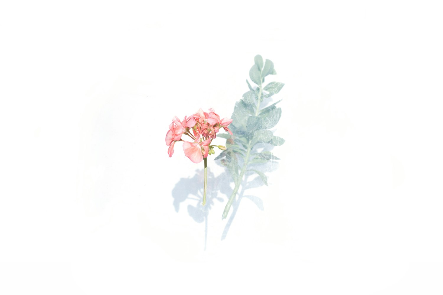 关于花的简单手抄报花的手抄报,关于花的手抄报一等奖