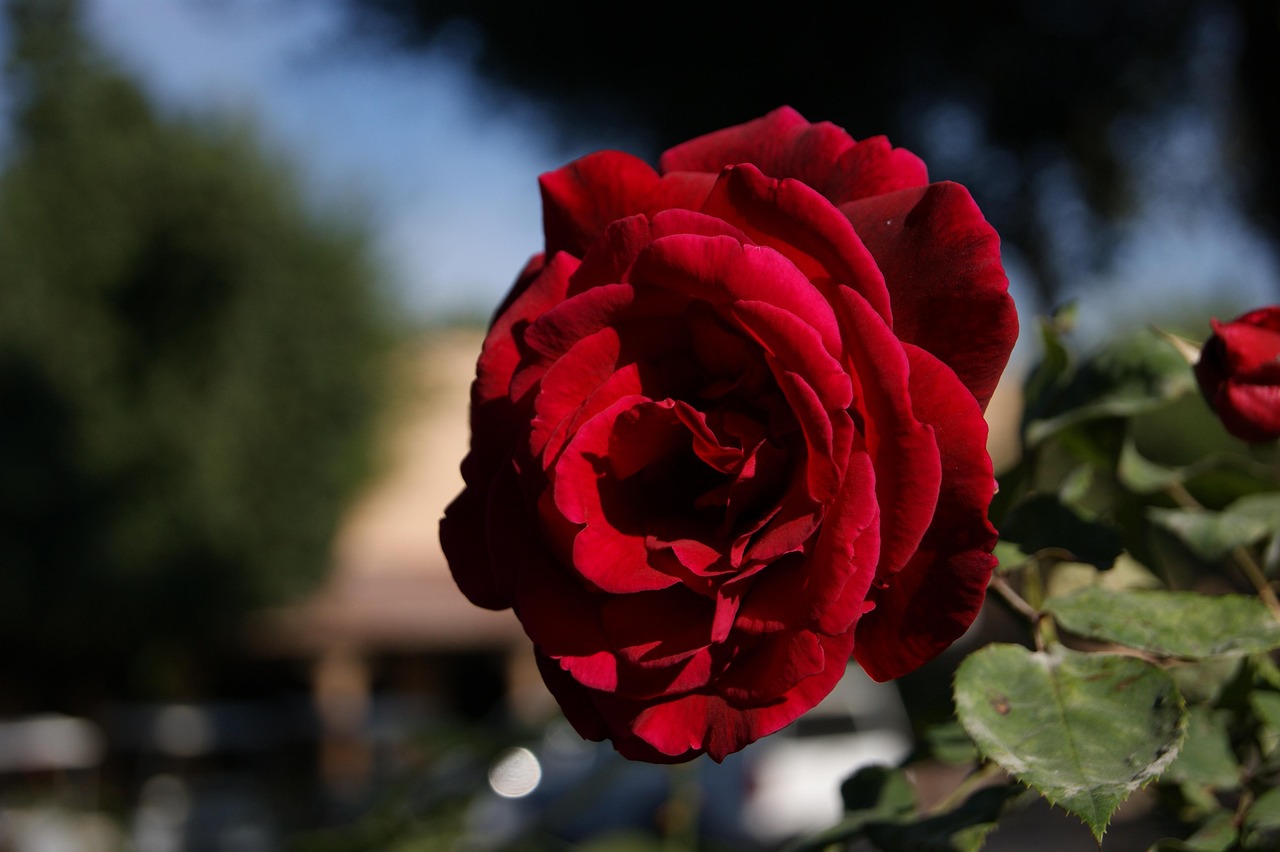 玫瑰花的特点和外形、颜色.玫瑰花的外形特征5个