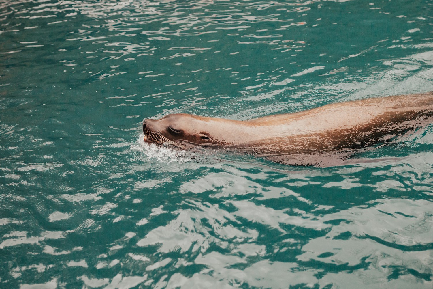 海洋哺乳动物有哪些海洋哺乳动物有什么-前十常见海洋哺乳动物
