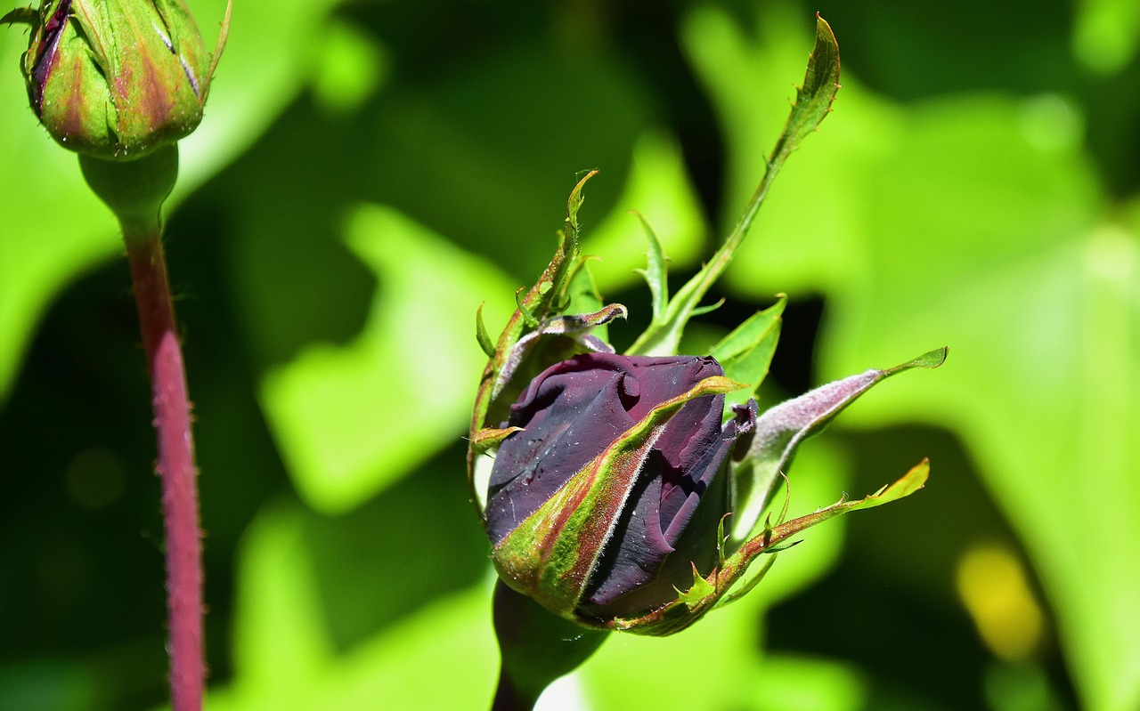 植物的根、茎	、叶、花、果实	、种子的结构.植物根茎叶花果结构图