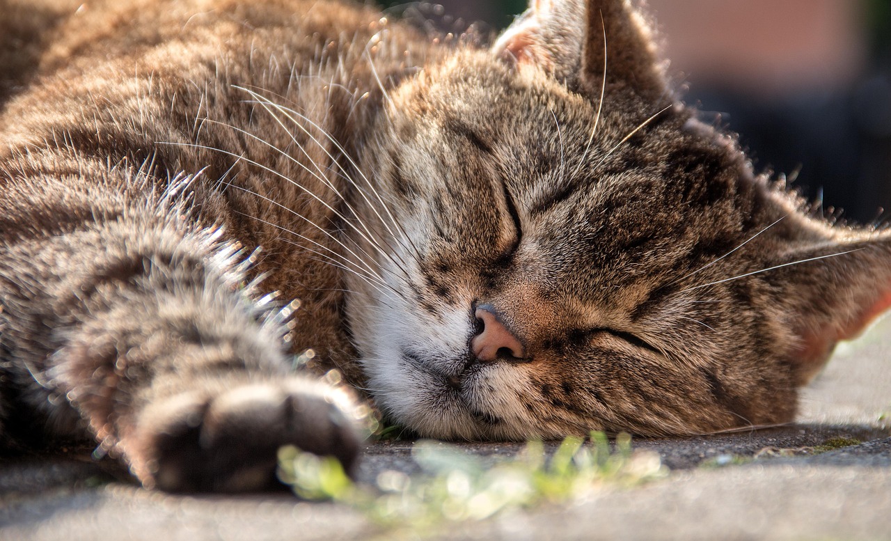 猫咪常见呕吐的原因〃猫呕吐是因为什么 猫咪常见呕吐的原因〃猫呕吐是因为什么