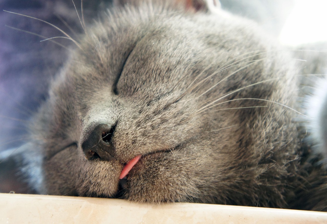 猫咪常见呕吐的原因〃猫呕吐是因为什么 猫咪常见呕吐的原因〃猫呕吐是因为什么