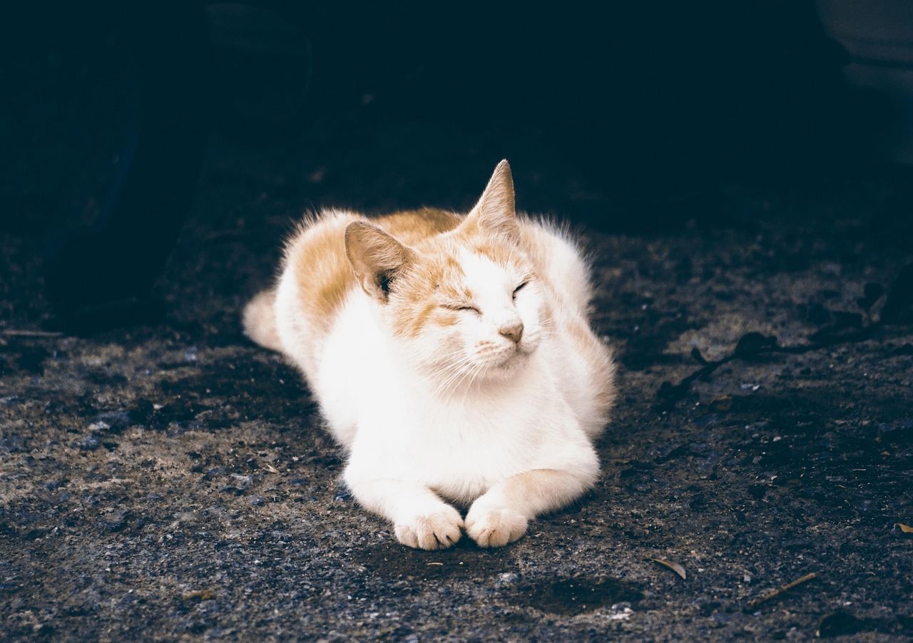 【描写小猫的万能结尾句/小猫结尾最火的一句】