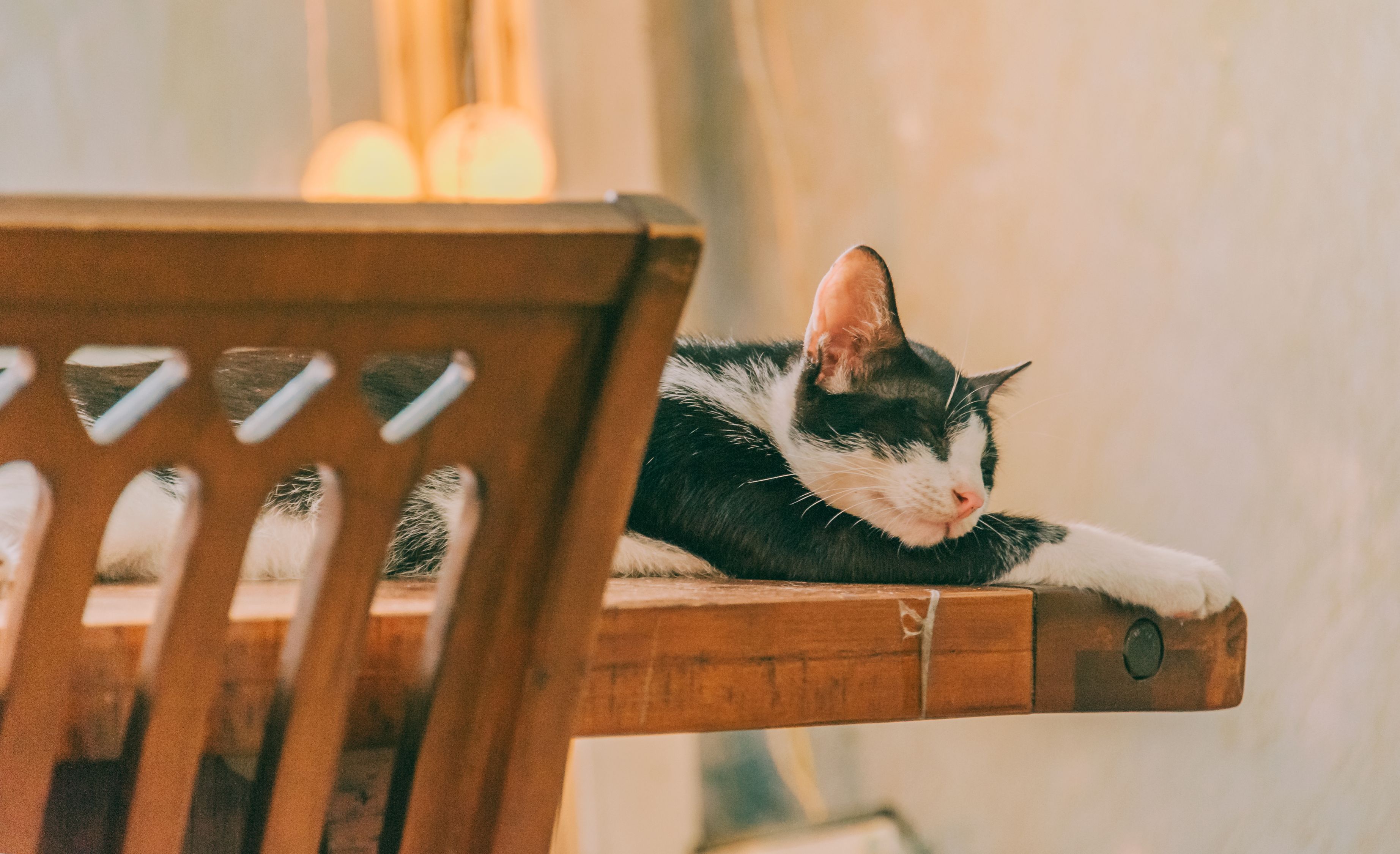 【描写小猫的万能结尾句/小猫结尾最火的一句】