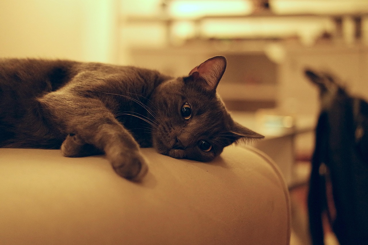 如何让猫喜欢你呢？,如何让猫咪喜欢自己