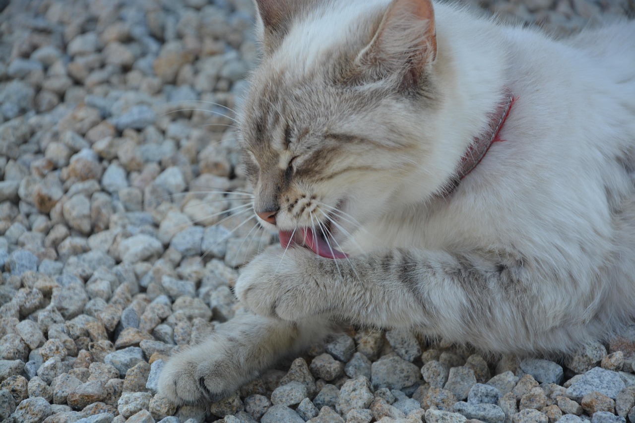 「猫科动物有几种」〃猫科动物一共有几种 「猫科动物有几种」〃猫科动物一共有几种