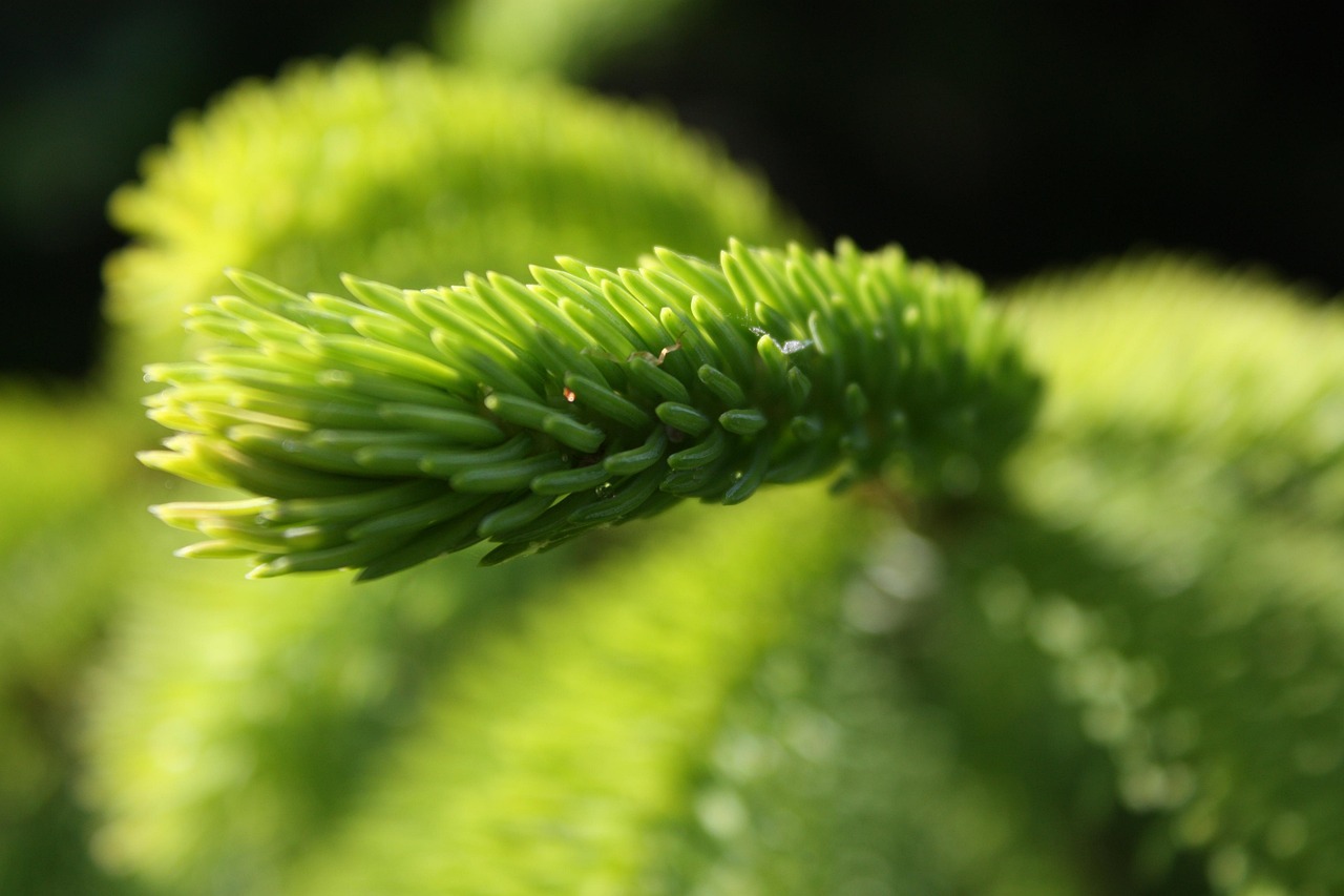 【人教版七年级上册生物《绿色植物与生物圈的水循环》教案/植物生物圈的水循环板书】 【人教版七年级上册生物《绿色植物与生物圈的水循环》教案/植物生物圈的水循环板书】