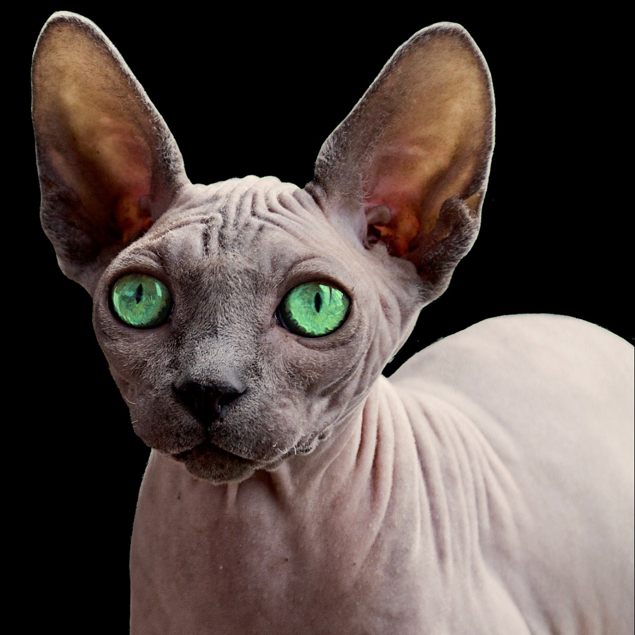 【猫猫喉咙里发出类似打呼的声音是怎么回事/猫猫喉咙发出咕噜声什么意思】 【猫猫喉咙里发出类似打呼的声音是怎么回事/猫猫喉咙发出咕噜声什么意思】