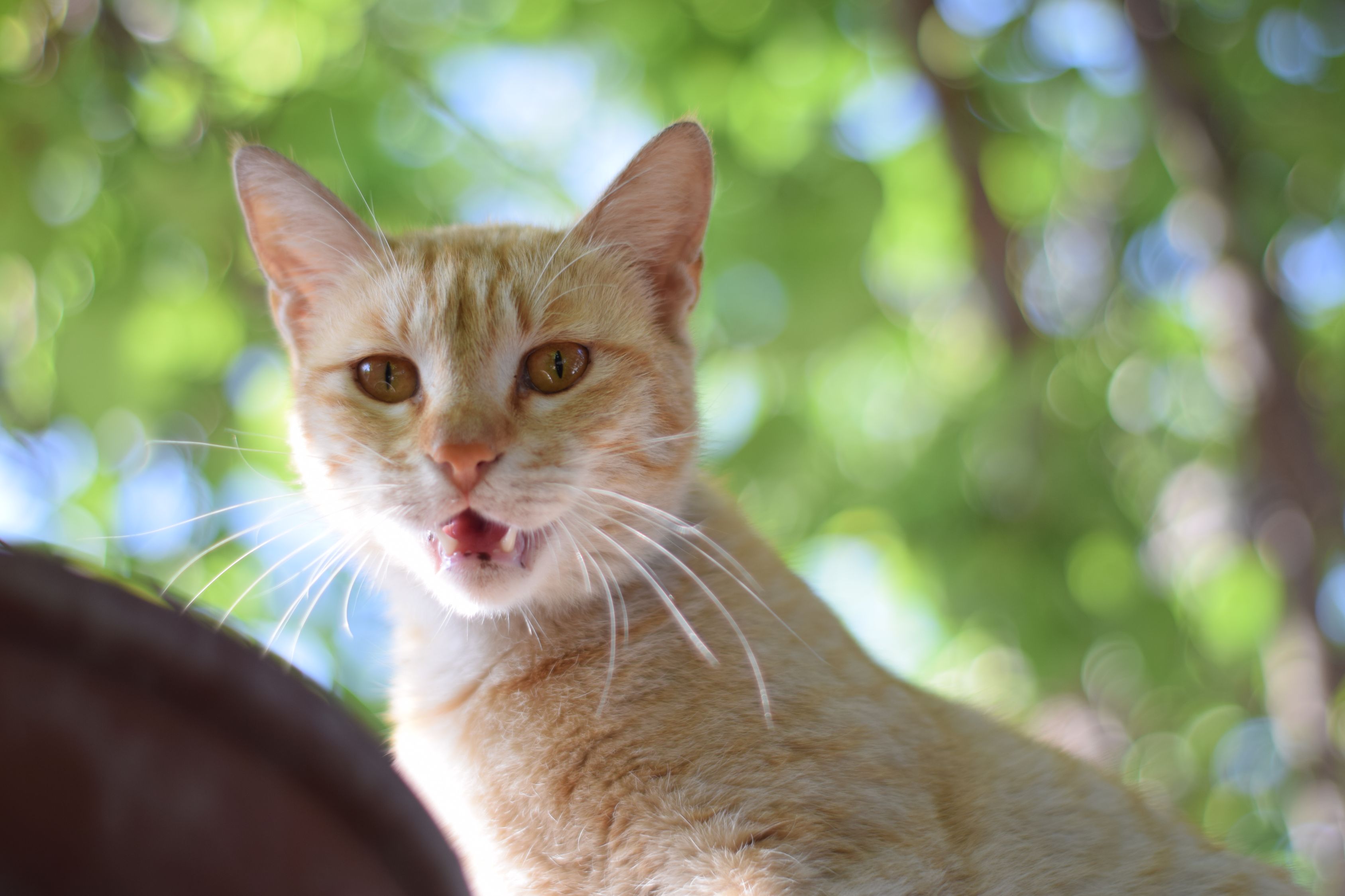 【猫猫喉咙里发出类似打呼的声音是怎么回事/猫猫喉咙发出咕噜声什么意思】 【猫猫喉咙里发出类似打呼的声音是怎么回事/猫猫喉咙发出咕噜声什么意思】