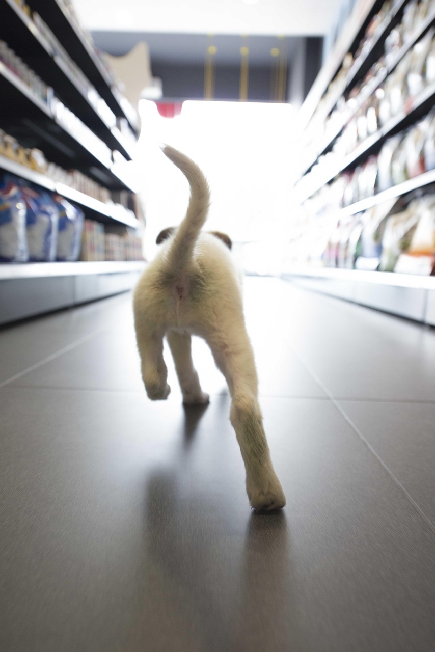 「宠物行业的行业现状」〃宠物行业趋势分析