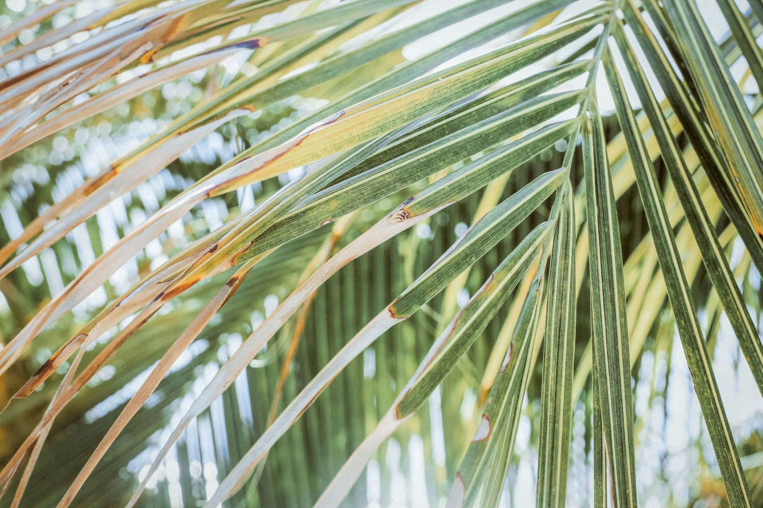 “植物名称大全集” 植物名称有哪些名字？