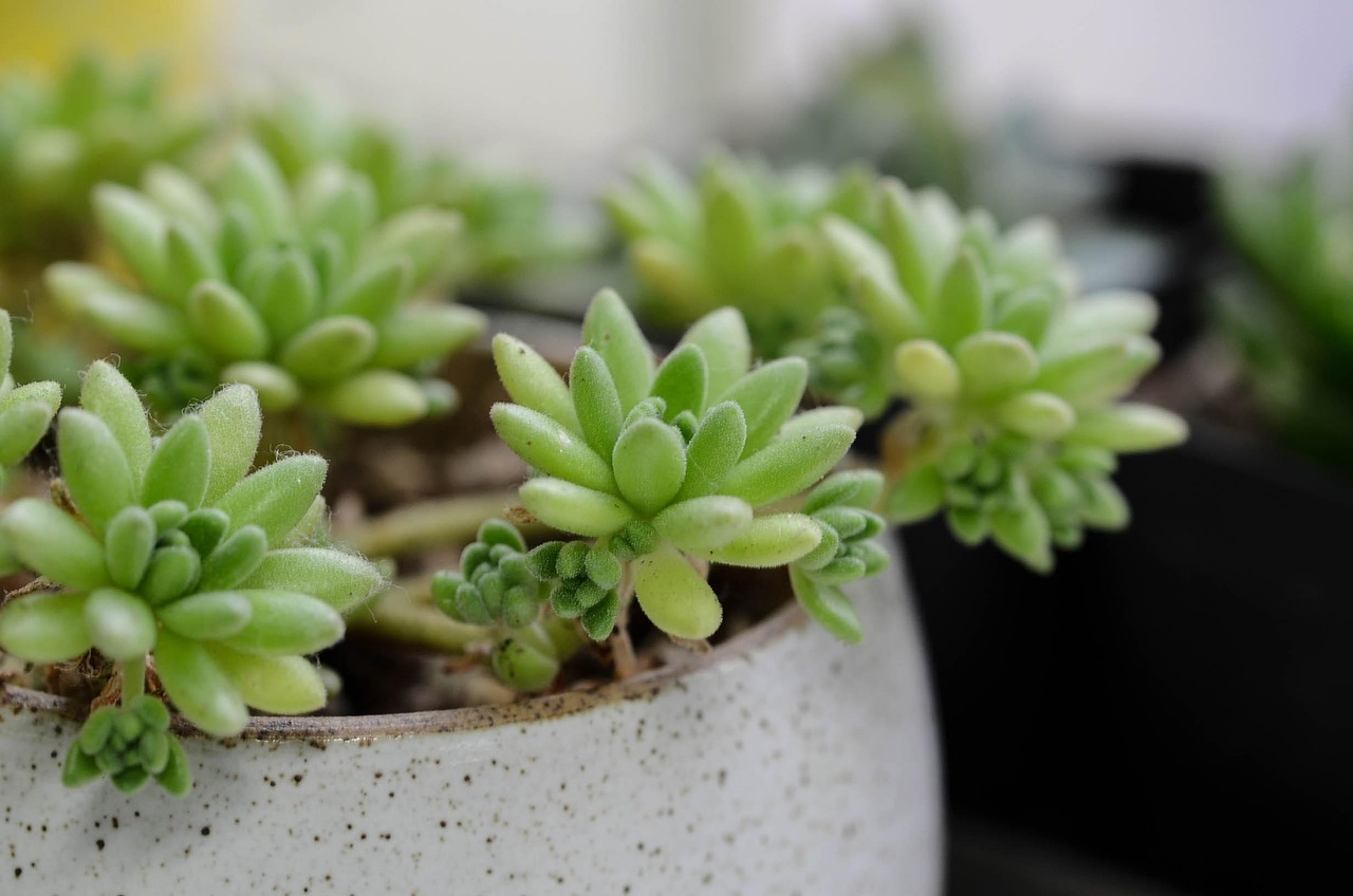 前十养不死的多肉排名（适合新手的10种多肉植物排名）-头顶有个凹陷按着疼