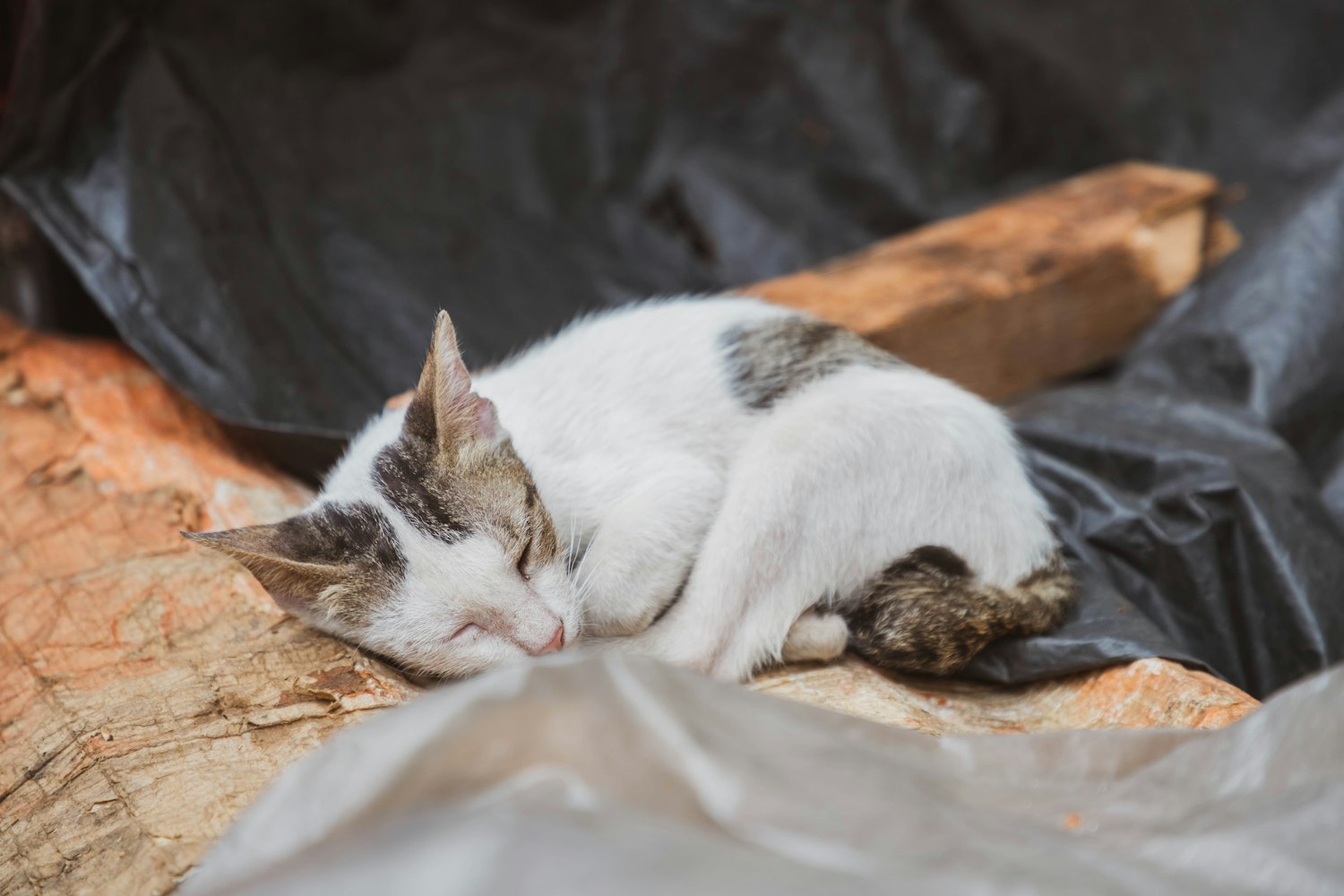 “如何让两只猫迅速混熟	” 怎样让两只猫快速熟悉？
