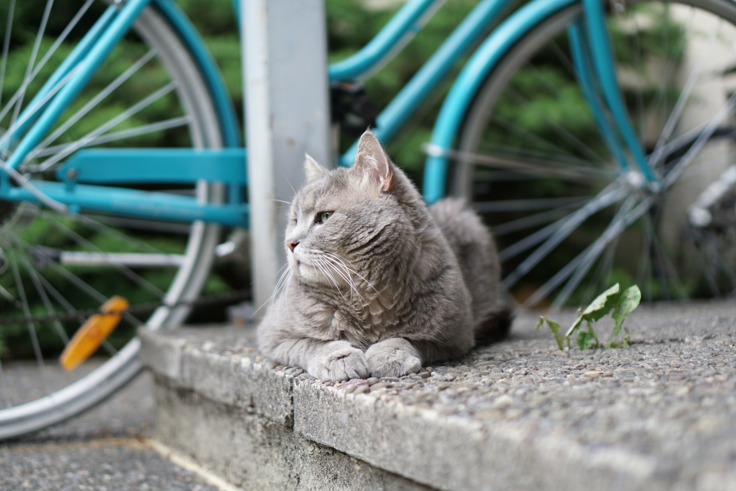 “如何让两只猫迅速混熟” 怎样让两只猫快速熟悉？
