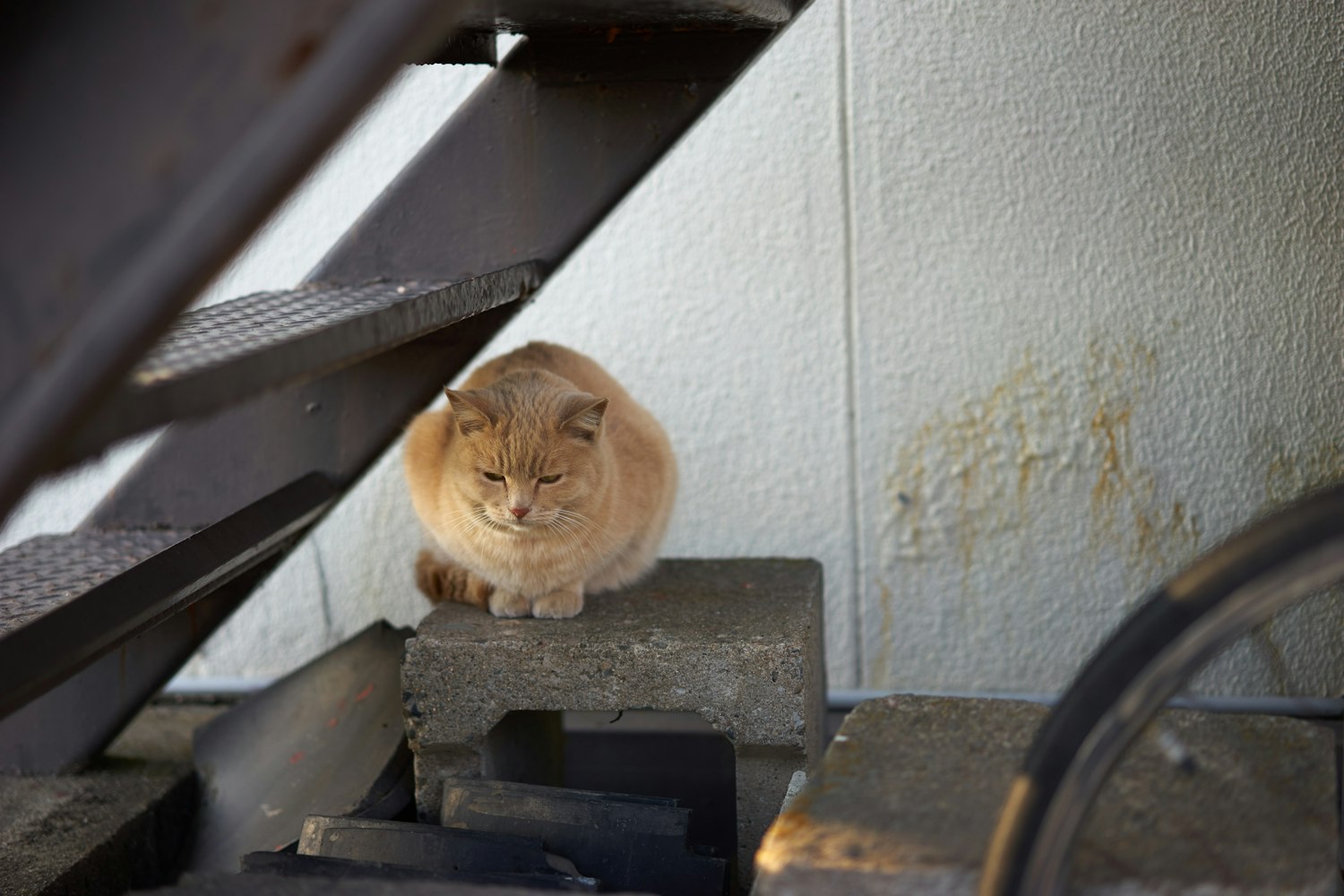“如何让两只猫迅速混熟” 怎样让两只猫快速熟悉？