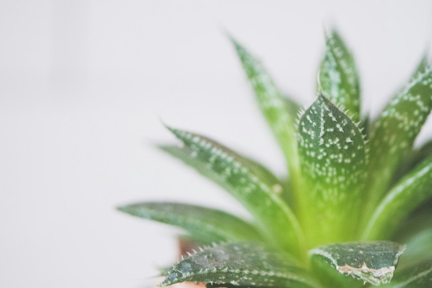 植物标本制作流程︰(植物标本制作流程视频)