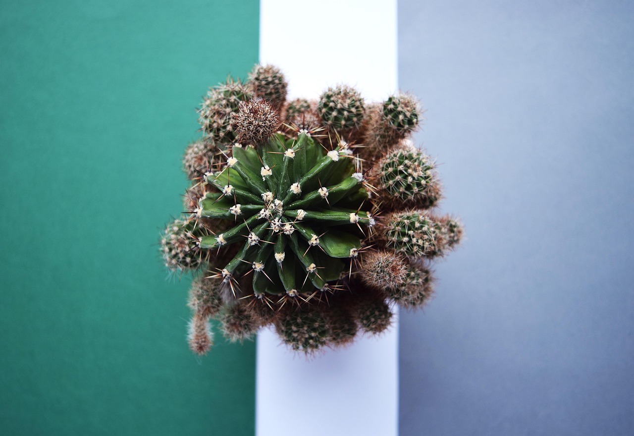 植物标本制作流程︰(植物标本制作流程视频)