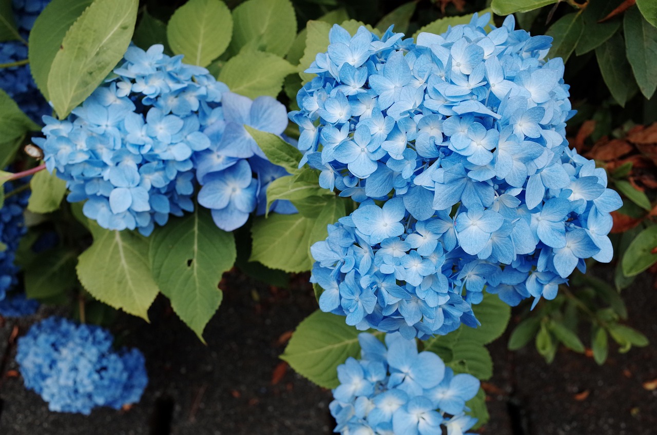 “世界上花语最冷漠的花” 代表冷漠的花语？