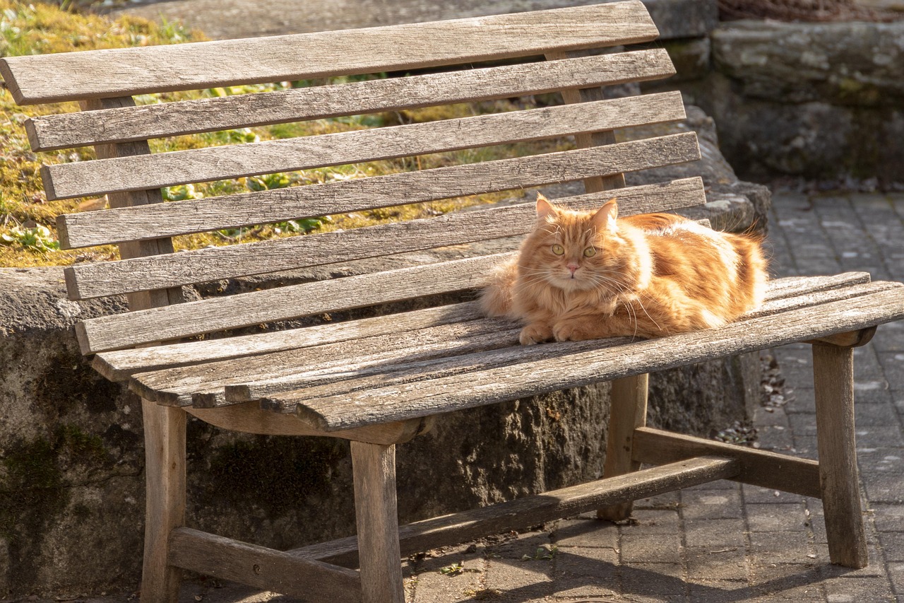 “折耳蓝猫费用大概多少钱一只	” 折耳蓝猫的优点和缺点？