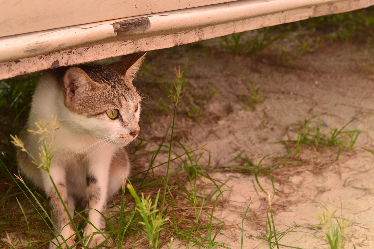 “折耳蓝猫费用大概多少钱一只” 折耳蓝猫的优点和缺点？