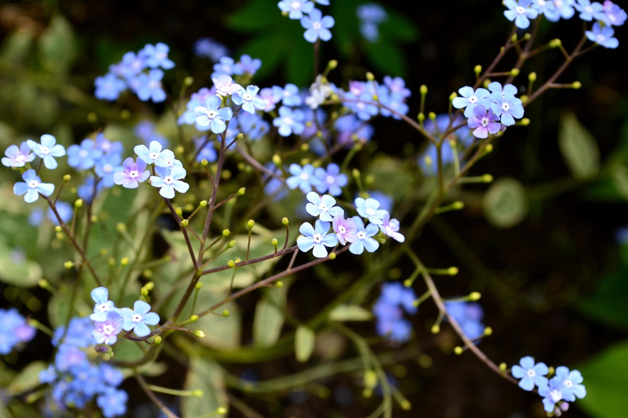 生花卉应该怎样防治病虫害？︰(花生病害防治药剂大全)