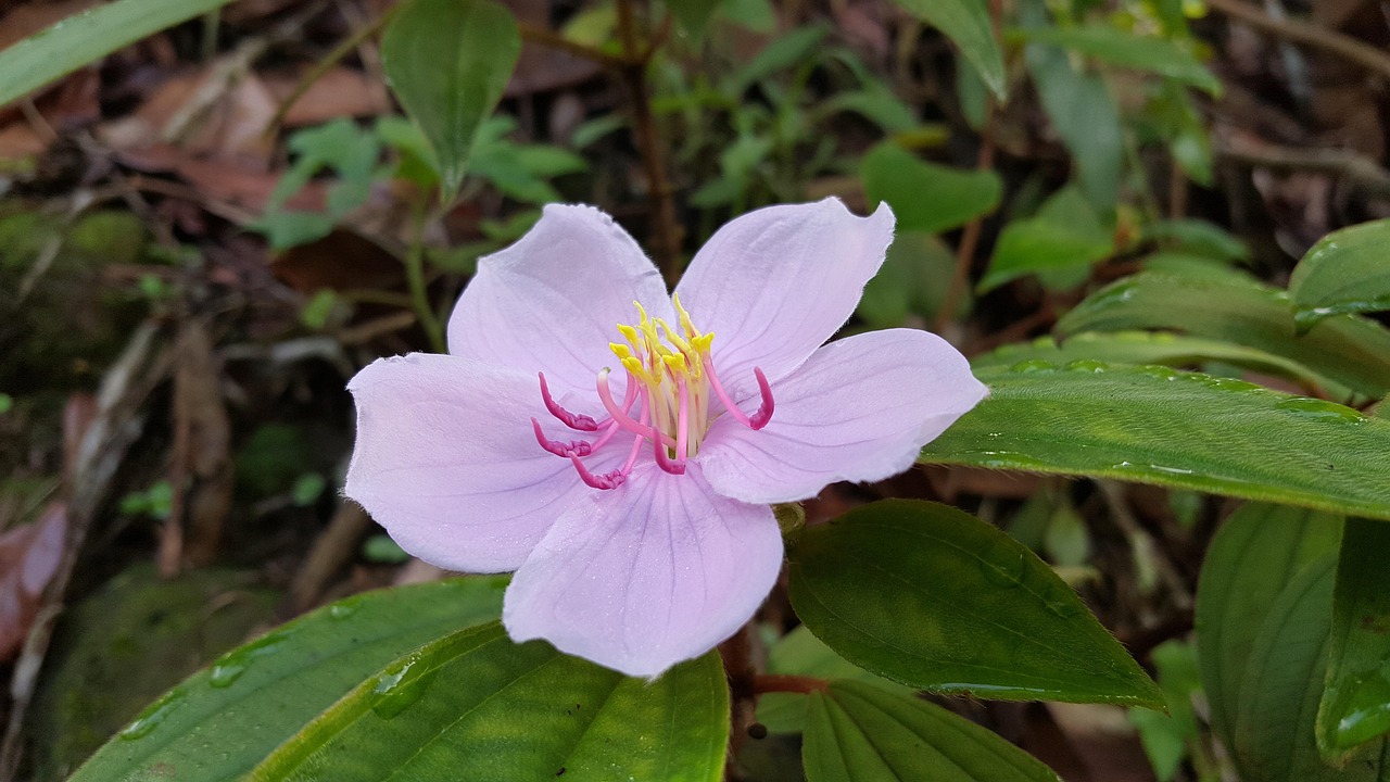 生花卉应该怎样防治病虫害？︰(花生病害防治药剂大全)