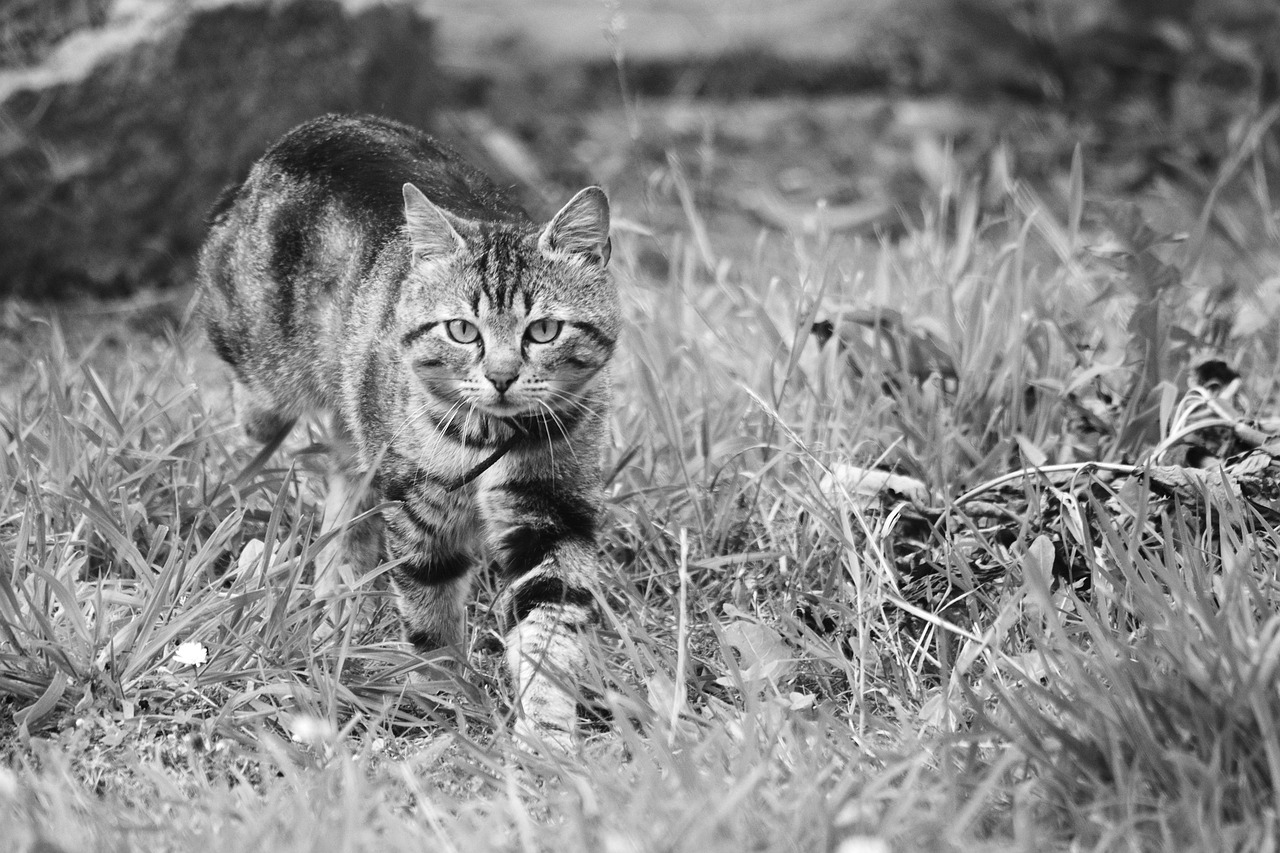 【猫咪打疫苗和驱虫需要间隔多久？/猫打针和驱虫可以一起吗】
