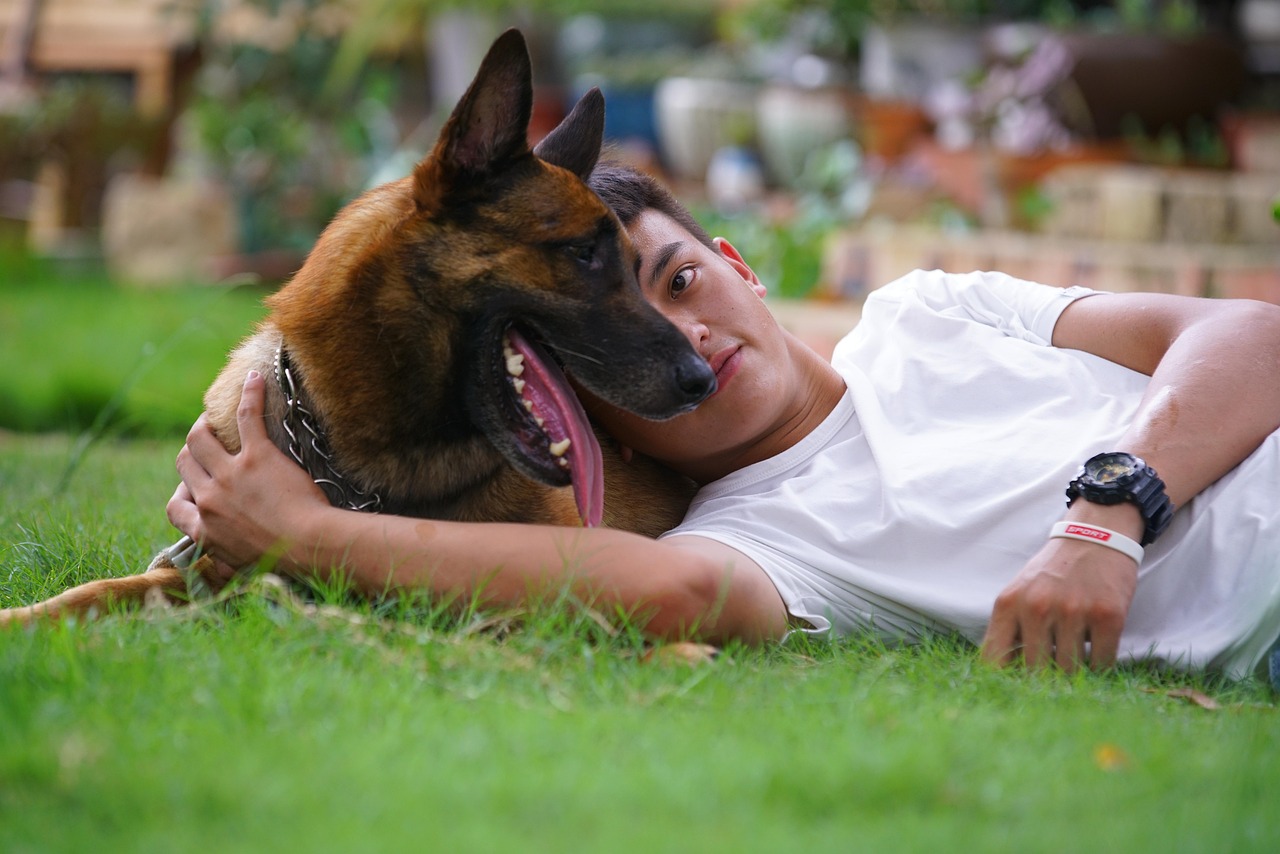 比熊犬怎么训练才能听话︰(比熊如何训练的听话)