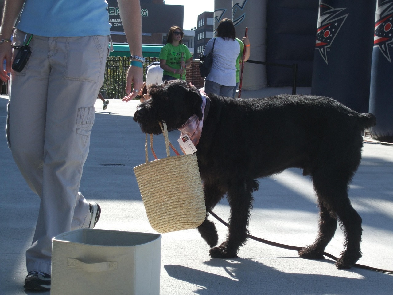 比熊犬怎么训练才能听话︰(比熊如何训练的听话)