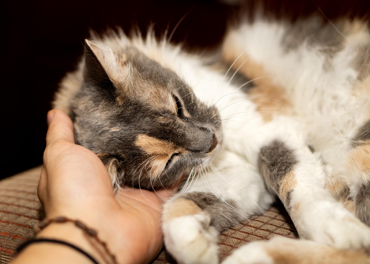 怎么样养猫才不会被猫抓？〃怎样养猫咪不容易得病