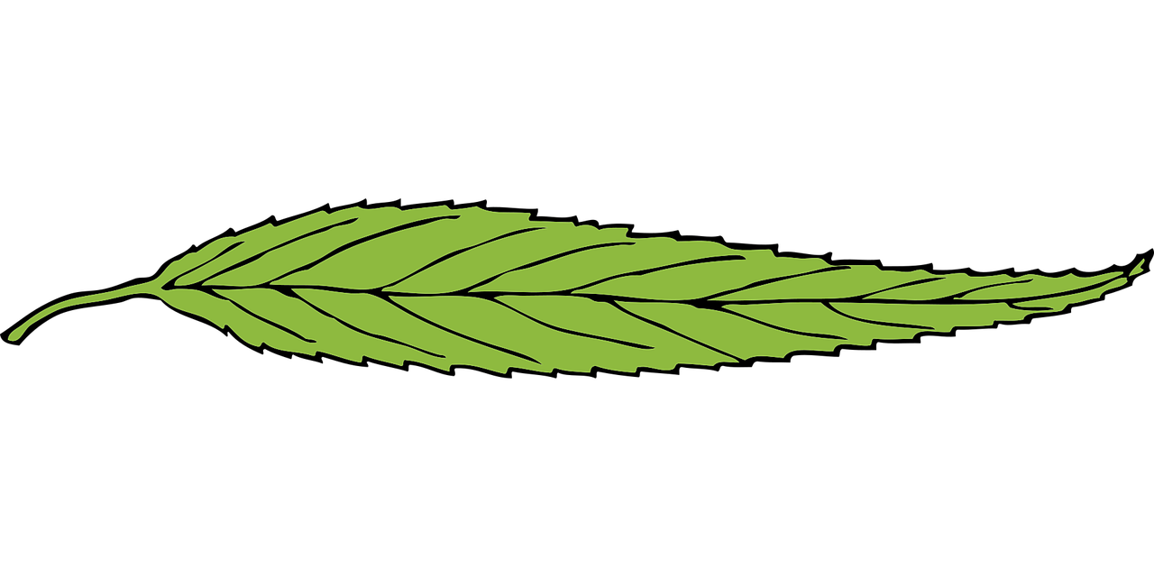 “植物各种器官的作用{简短}	” 植物的器官和形态结构？
