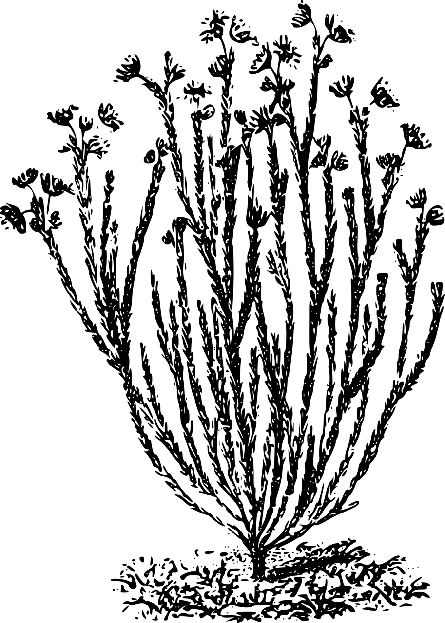 【药用植物学腺毛与非腺毛的区别/腺毛和非腺毛手绘图】