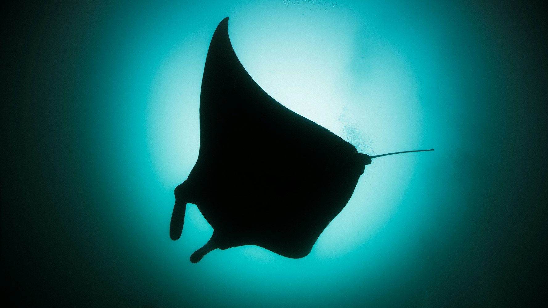 “海里的浮游生物有哪些	” 海里的浮游生物有哪些名字？