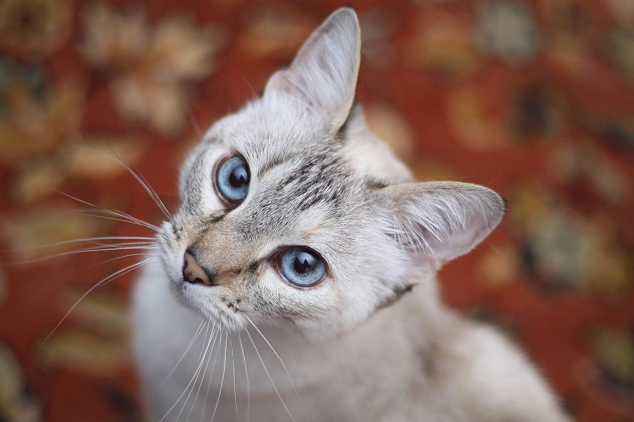“小熊猫和干脆面（浣熊）的区别是什么？	” 小浣熊干脆面哪种好吃？