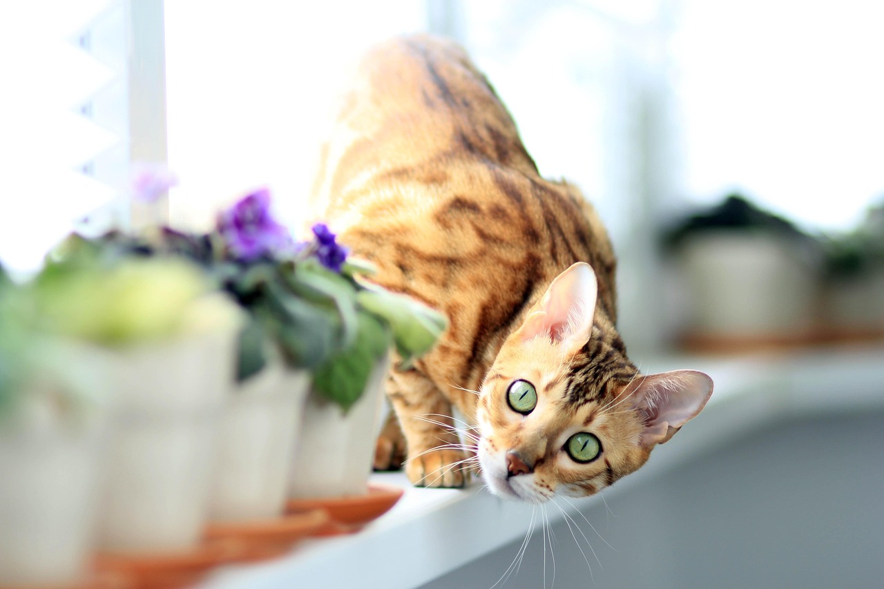 猫咪尿闭好了之后乱尿是怎么回事啊?-暗黑2单机德鲁伊纯召唤玩法 猫咪尿闭好了之后乱尿是怎么回事啊?-暗黑2单机德鲁伊纯召唤玩法