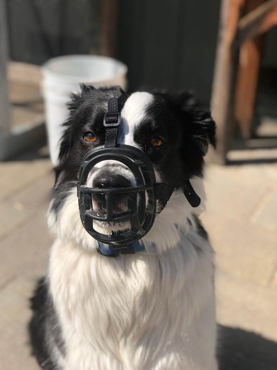如何训练狗狗玩飞盘,狗狗飞盘训犬玩具