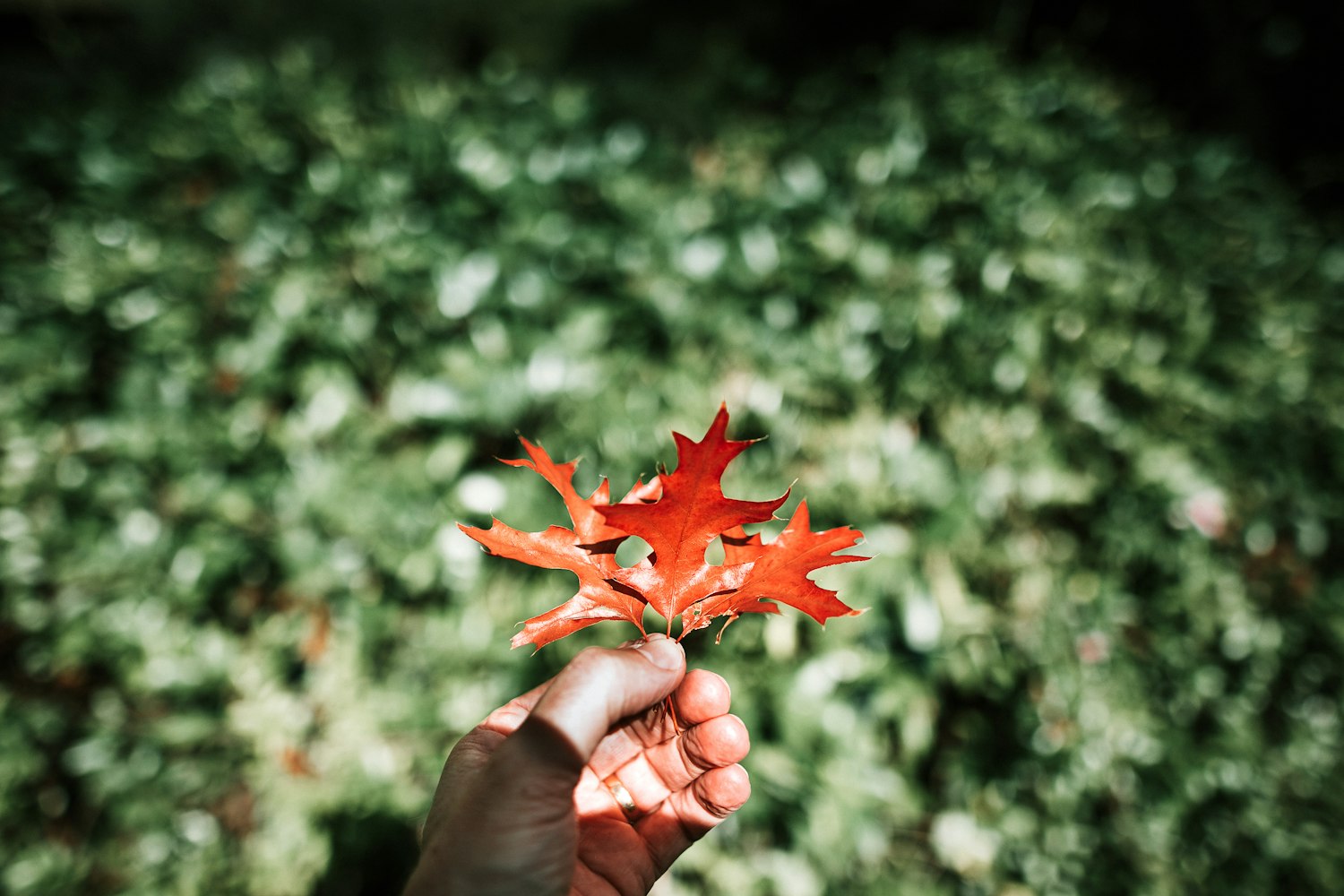 各种花的象征意义-各种花的象征意义和诗句 各种花的象征意义-各种花的象征意义和诗句