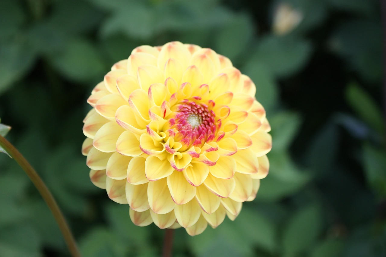 各种花的象征意义-各种花的象征意义和诗句 各种花的象征意义-各种花的象征意义和诗句