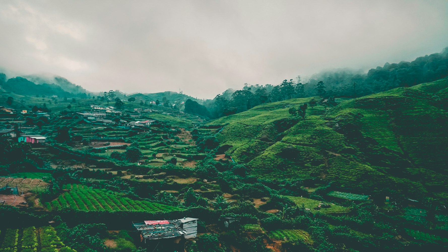 茶园苗圃地的选取和总结（茶树种质资源圃的建设过程中应注意的事项）的简单介绍