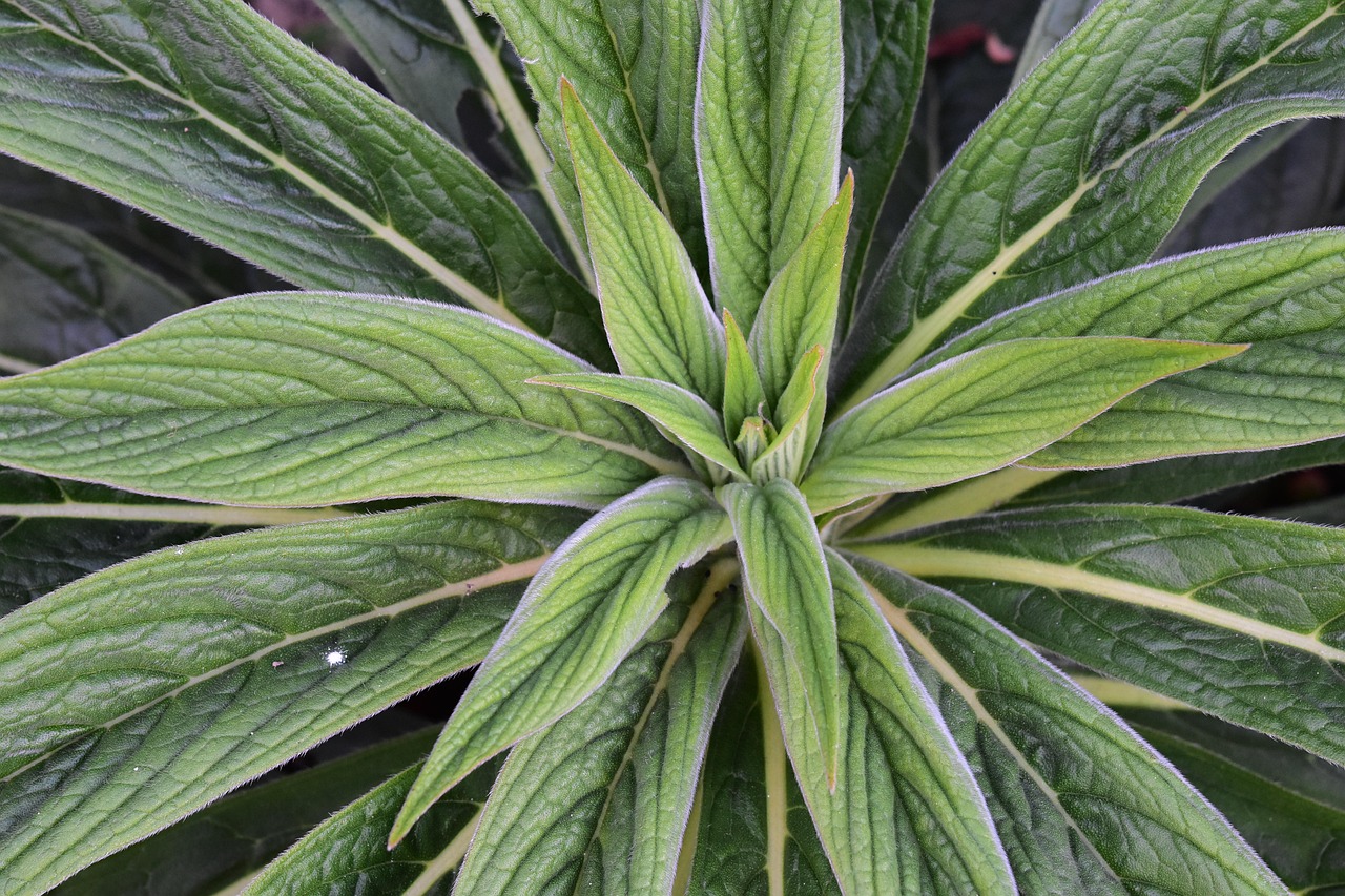 名称植物〃植物名称大全100种