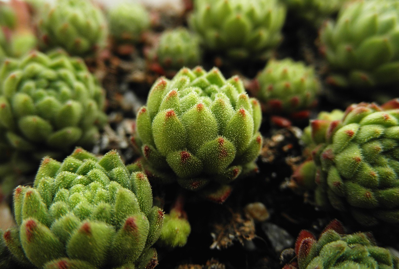 植物为何能长生不老？-植物为什么会生长