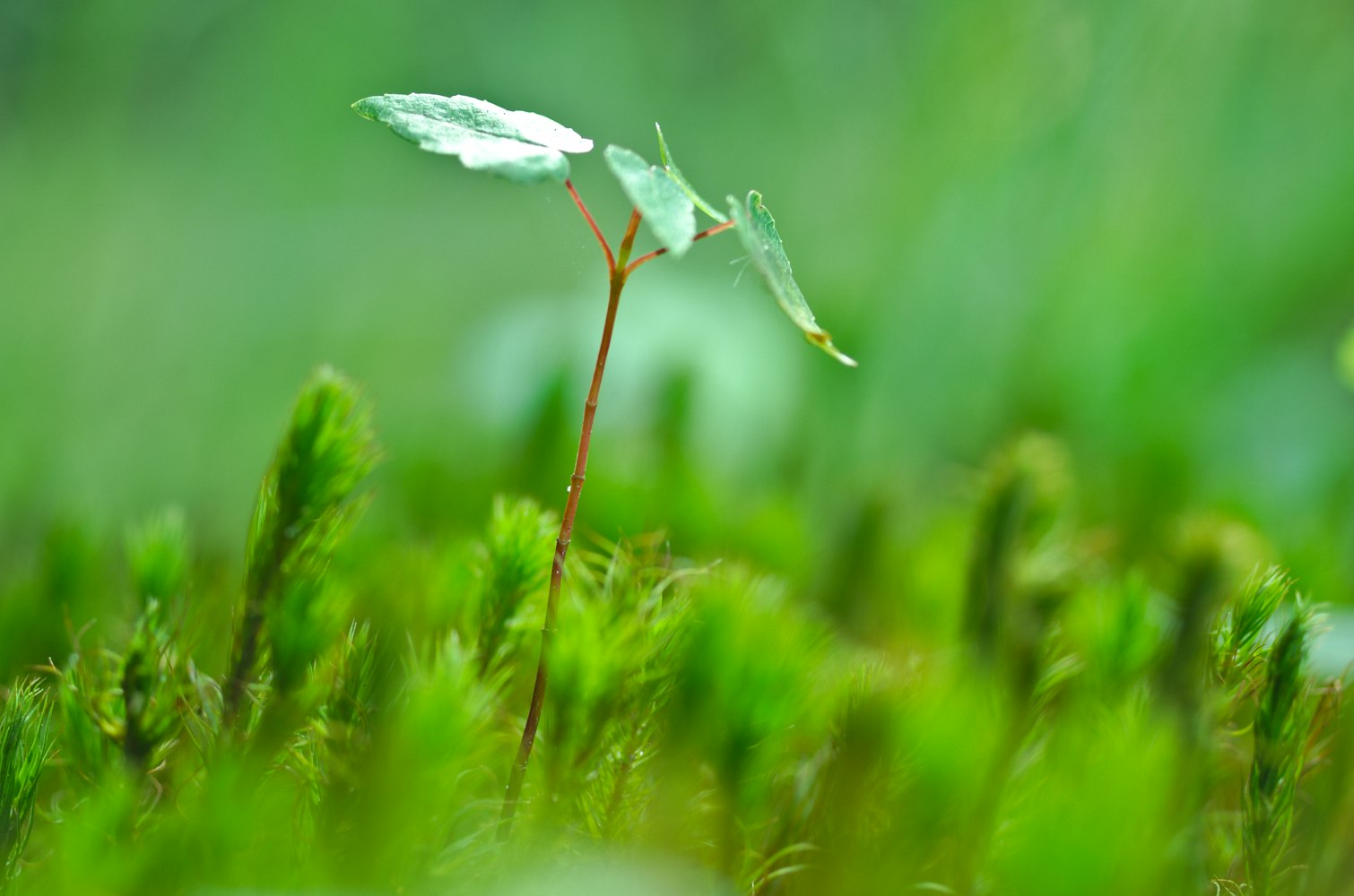 “你还知道哪些植物传播种子的方法请写下来	” 你还知道哪种植物传递种子的方式呢？