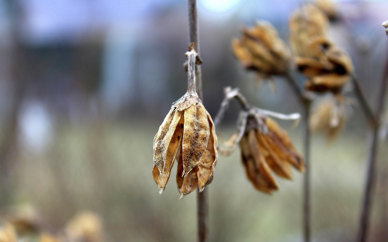 植物为什么没有系统这一层次？,植物没有系统结构层次
