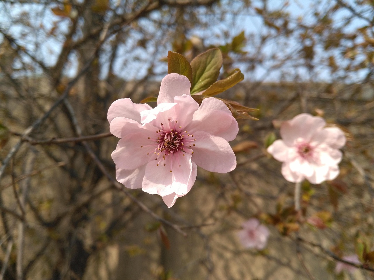 「海棠花花语」〃海棠花花语和寓意