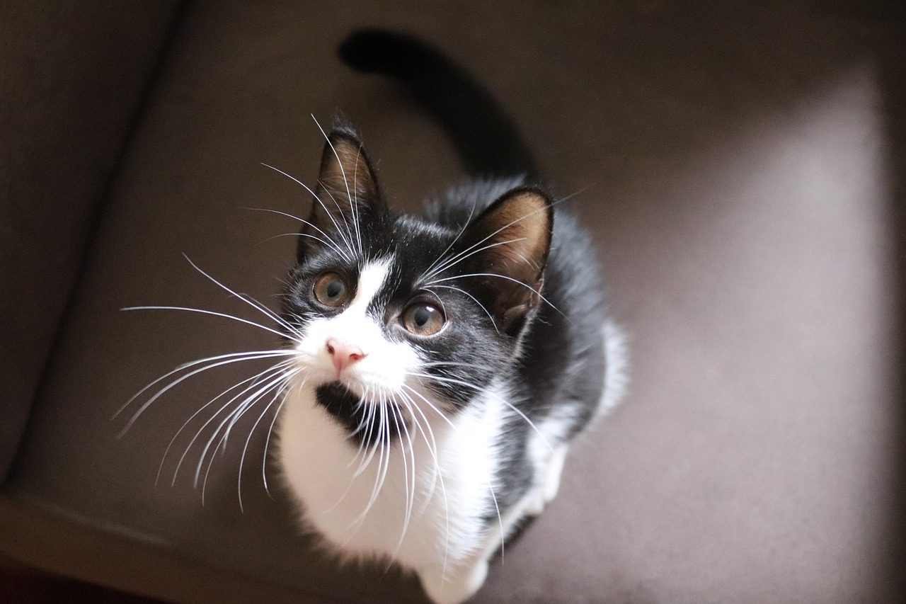 「猫脸老太太的传说故事」〃猫脸老太太讲的是什么