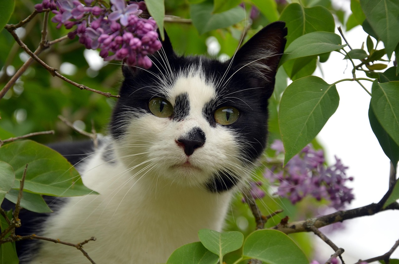 「猫脸老太太的传说故事」〃猫脸老太太讲的是什么